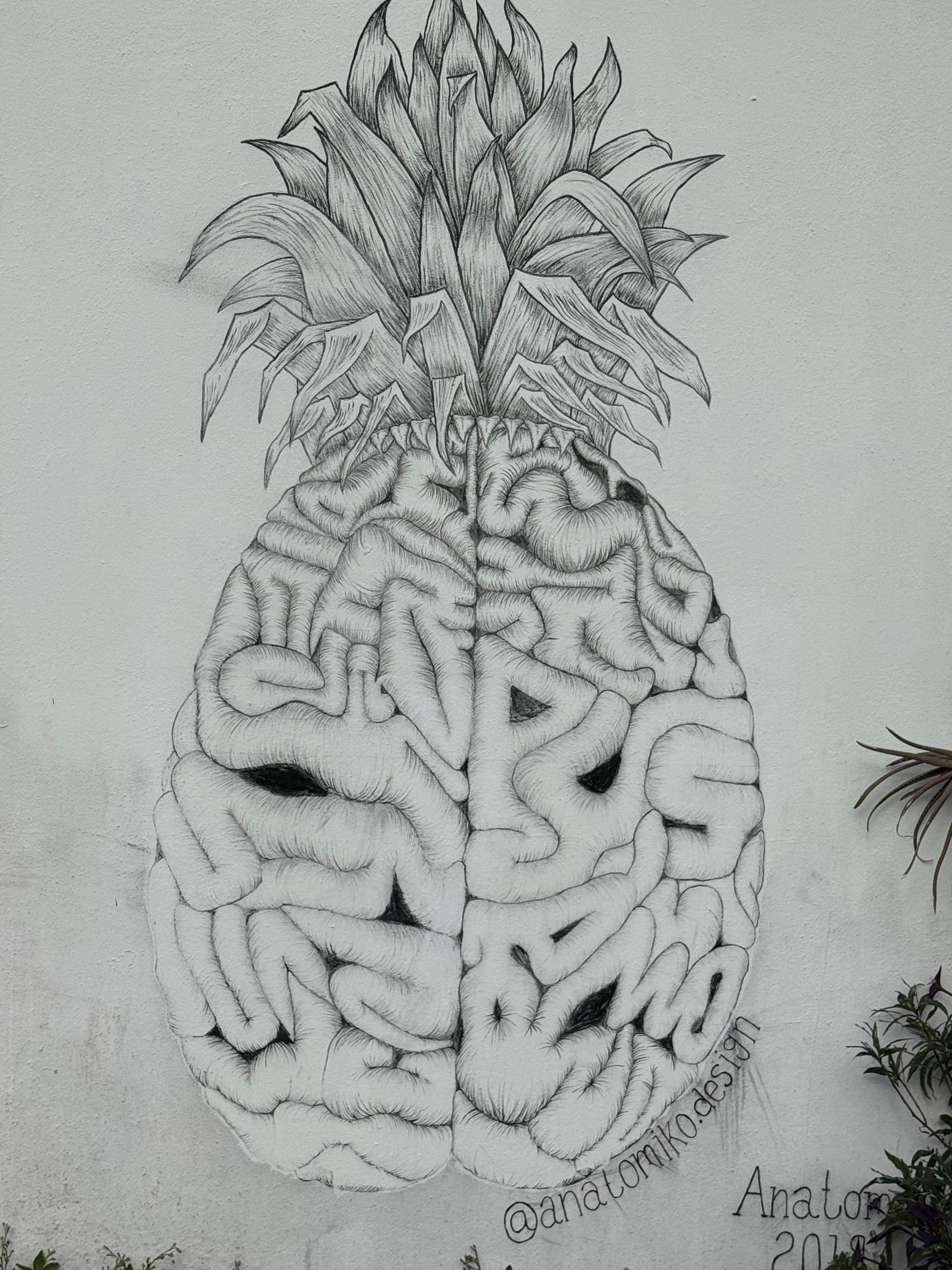 Pineapple Sweet Cerebrum