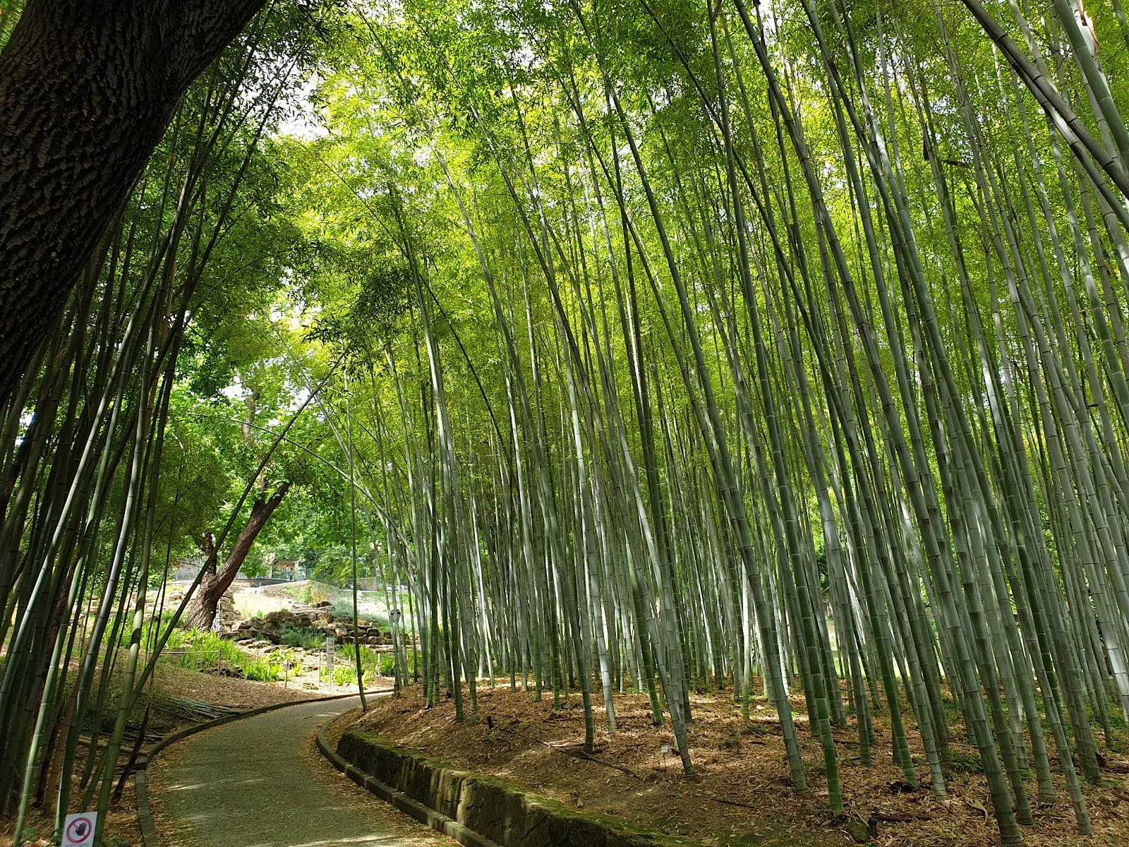 Botanical Garden of Rome