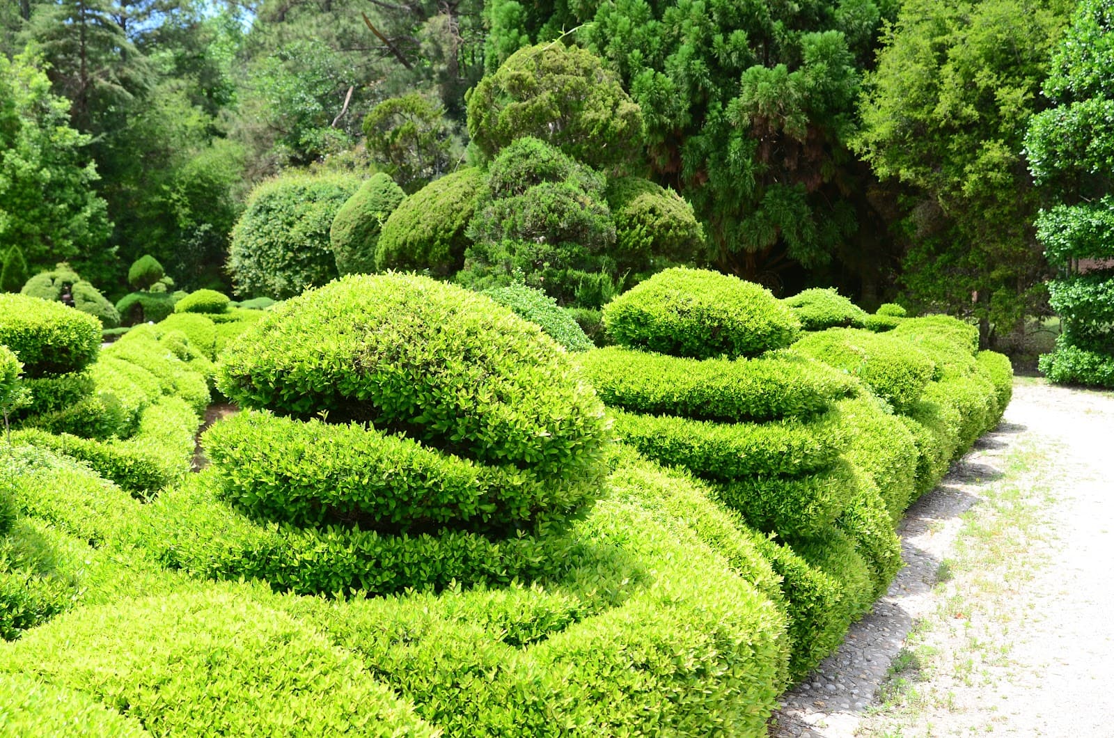 The Pearl Fryar Topiary Garden