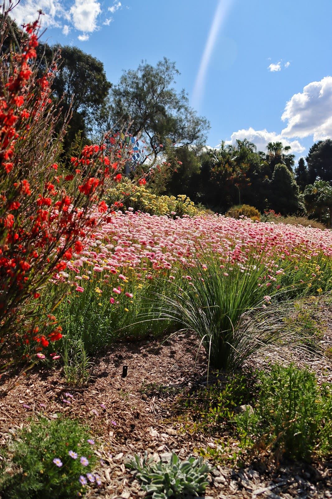 Australian Botanic Garden Mount Annan
