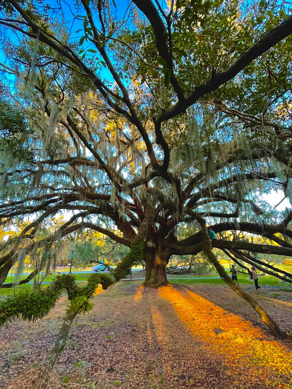 The Mennello Museum Sculpture Garden