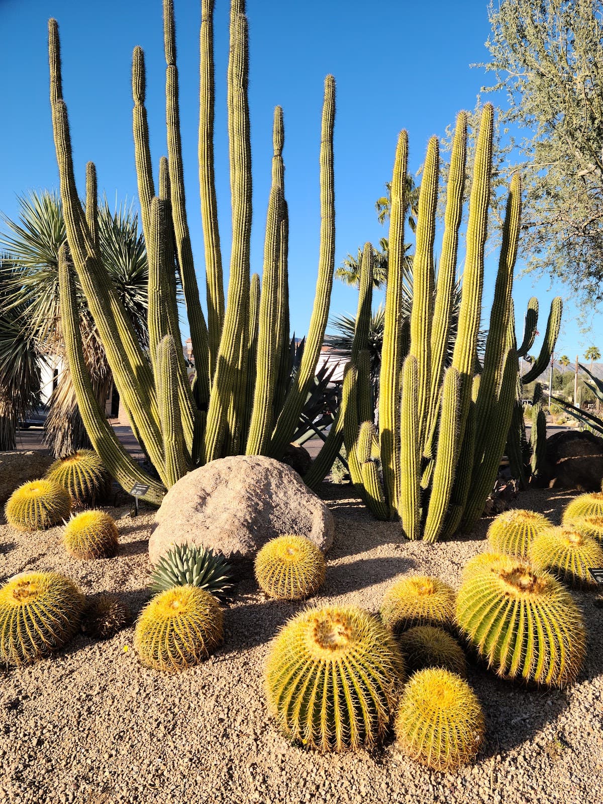 Carefree Desert Gardens