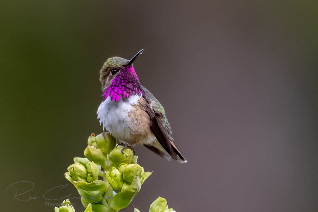 Vallarta Botanical Gardens AC