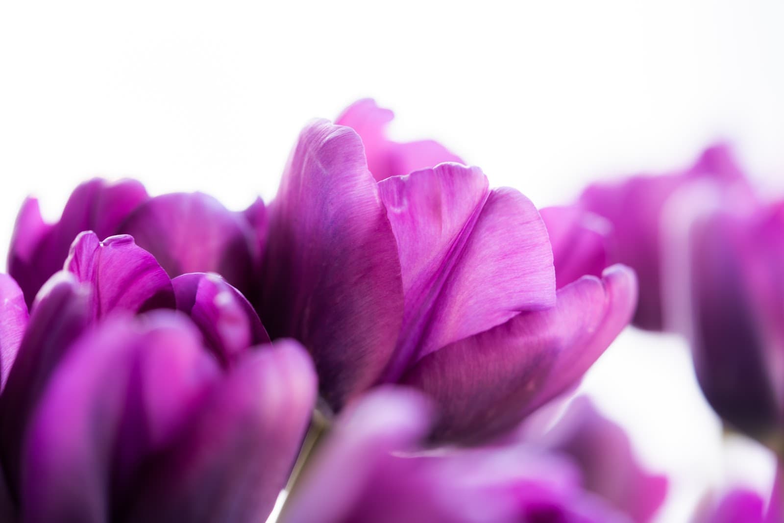 Araluen Botanic Park