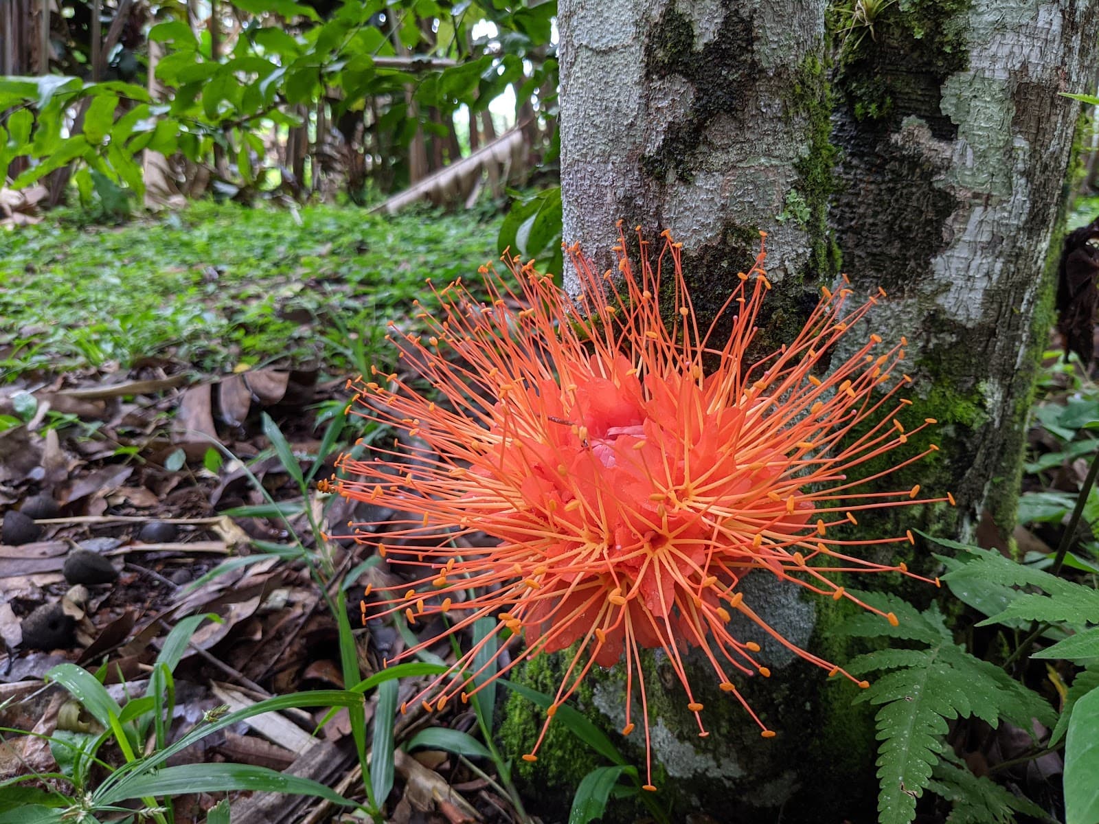 CATIE Botanical Garden