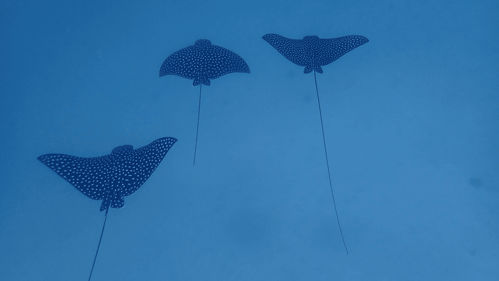 Arch's Iguana and Marine Park