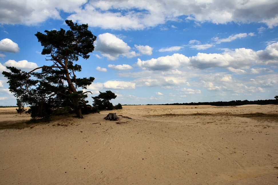 Het Nationale Park De Hoge Veluwe
