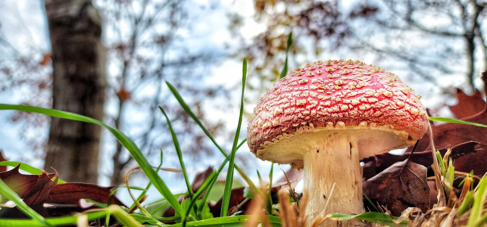 The Sculpture Park at Waitakaruru Arboretum