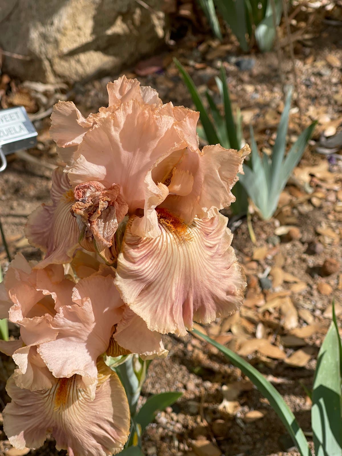 Richard Marcusen Sculpture Garden | Yavapai College