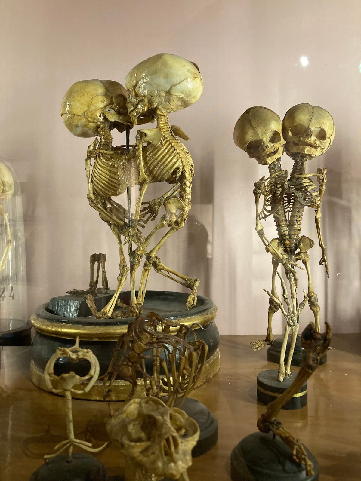 MUSA - Museo Universitario delle Scienze e delle Arti