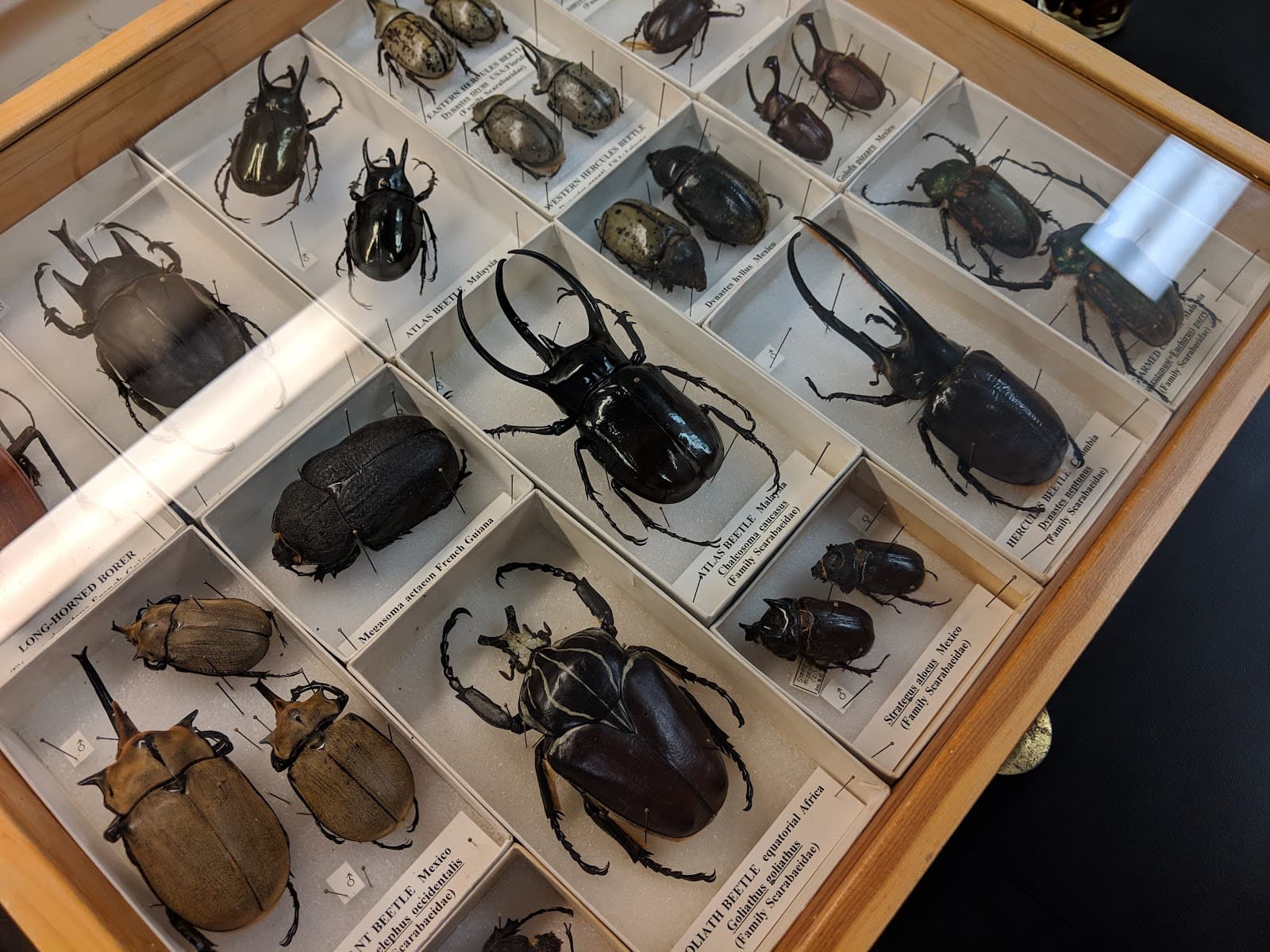 Essig Museum of Entomology Research